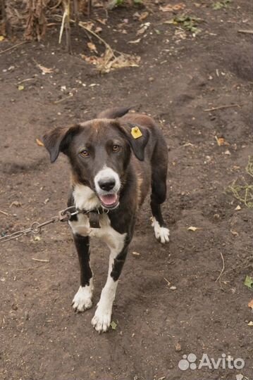 Собака в добрые руки