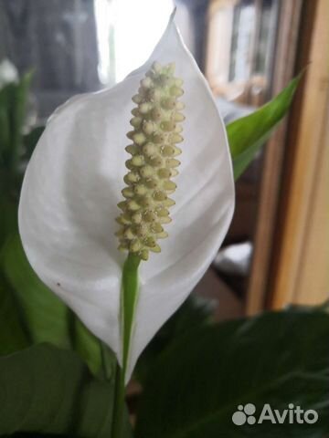 Спатифиллум