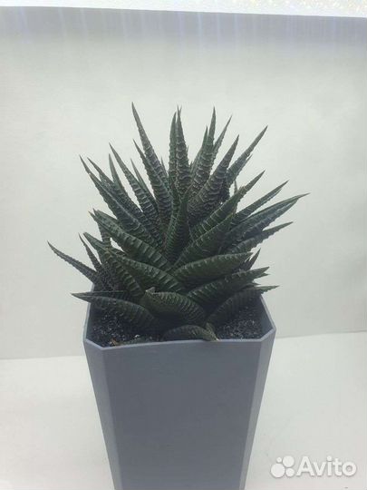 Суккуленты разные