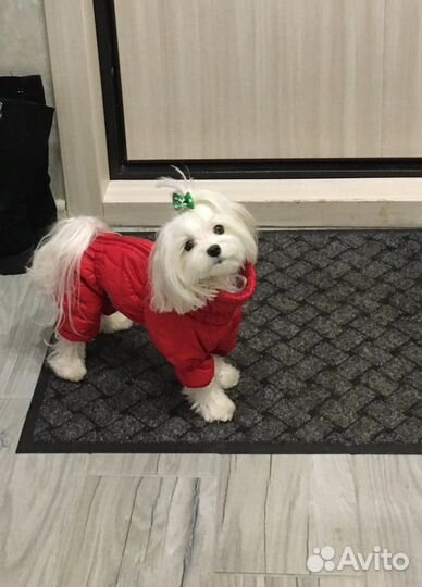 Комбинезон для собаки