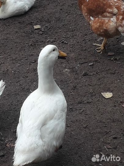 Утки 4 месяца Стар 53