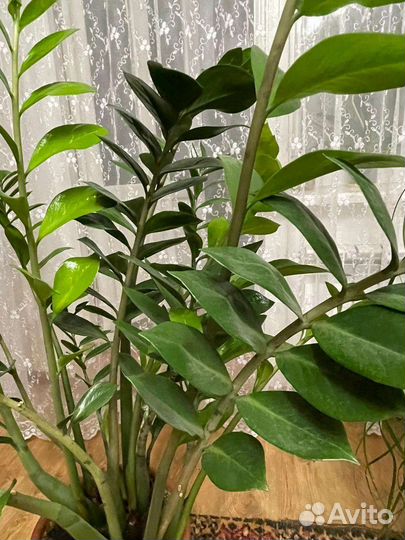 Замиокулькас