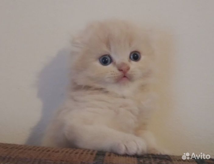 Шотландские мальчики