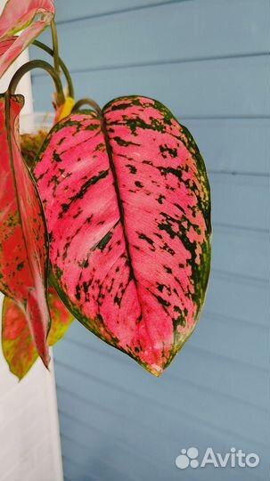 Аглаонема Valentine, red wings