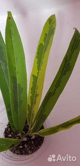 Фикус али грин голд и твилайт