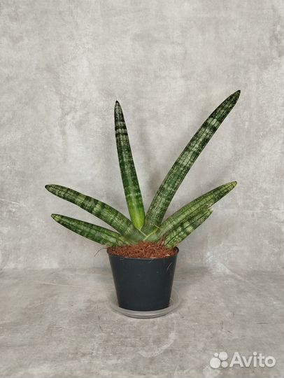 Сансевиерия twisted stem