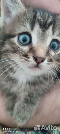 Кошки в добрые руки бесплатно