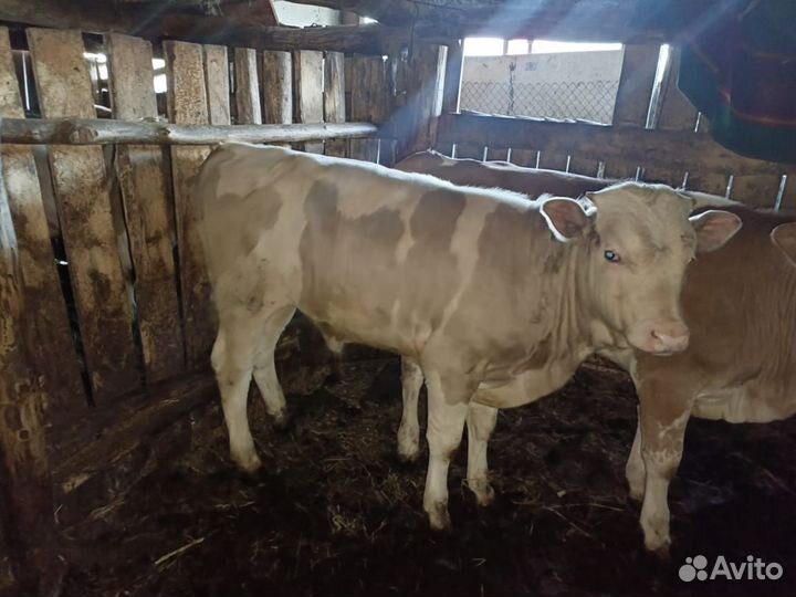 Бычки и телочки