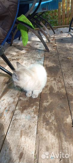 Котики бесплатно в добрые руки
