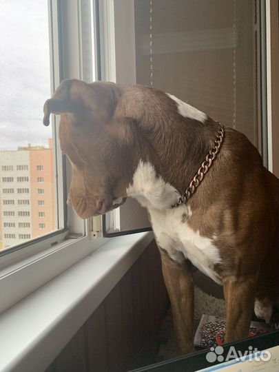 Питбультерьер