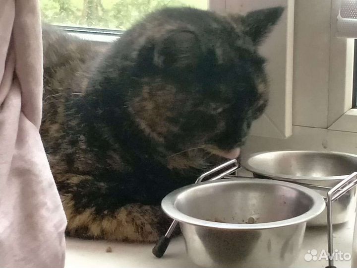 Отдам замечательную кошечку