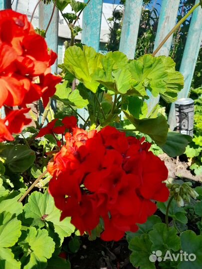 Герань пеларгония срезы