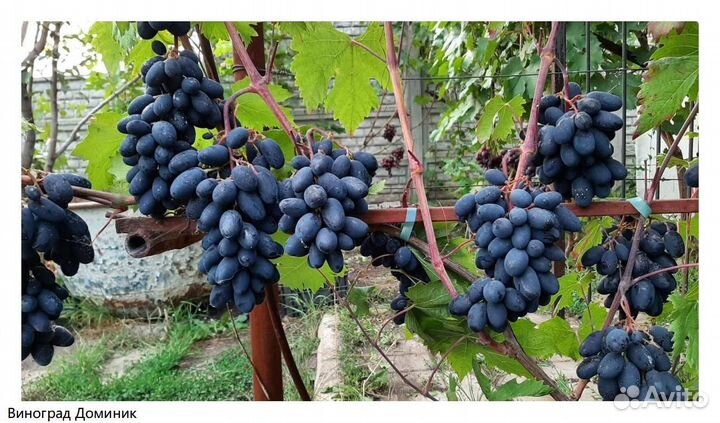 Саженцы винограда