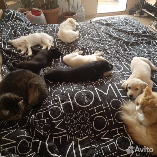 Щенки даром