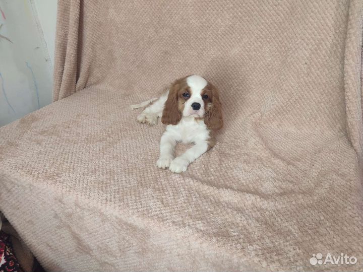 Девочка кавалер Кинг чарльз спаниель
