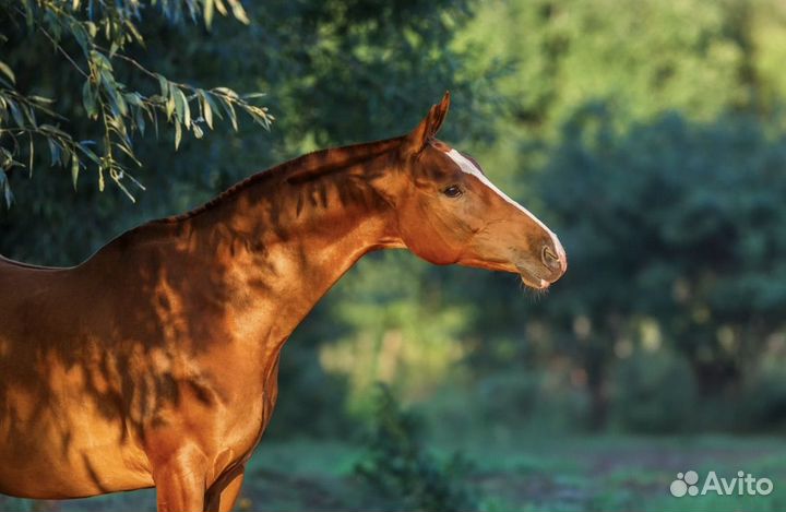 Лошадь в аренду
