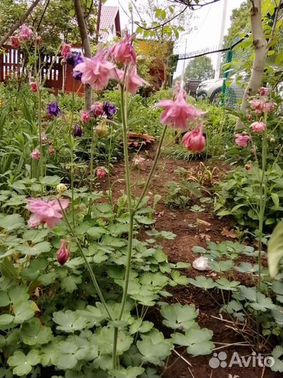 Многолетники