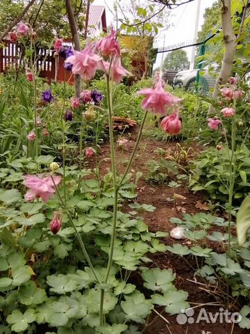 Многолетники