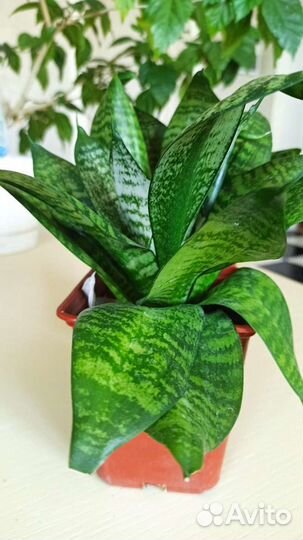 Сансевиерия