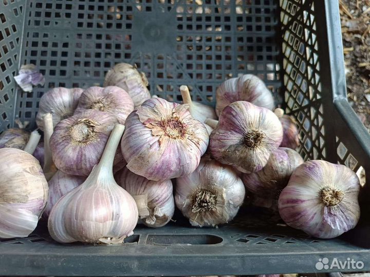 Картофель, чеснок