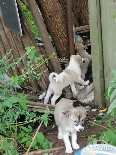 Щенки
