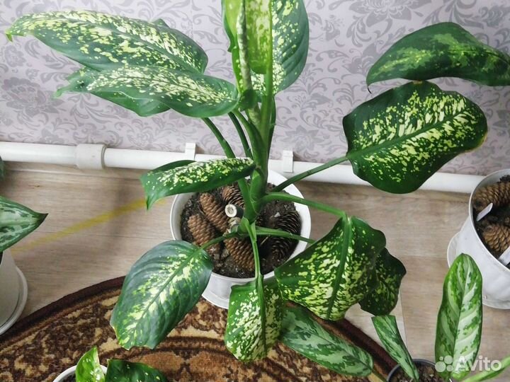 Диффенбахия