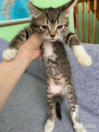 Девочка крысоловка