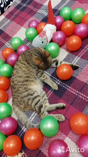 Кошка годовалая