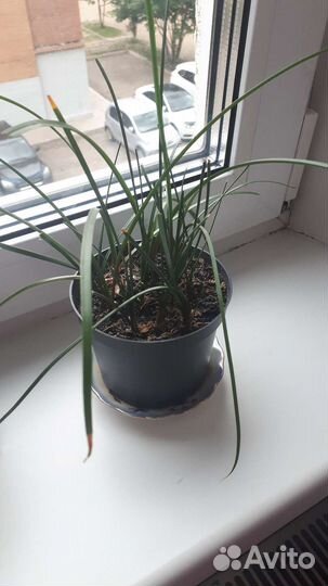 Зефирантес выскочка