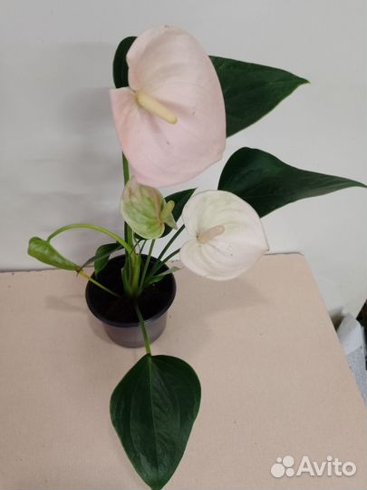 Антуриум фэнтези спрайт