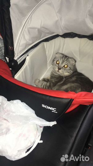 Кошка