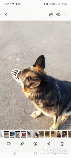 Передержка собак