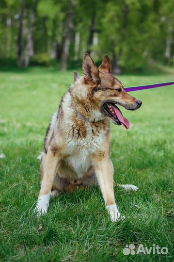 Собака в добрые руки отдам бесплатно