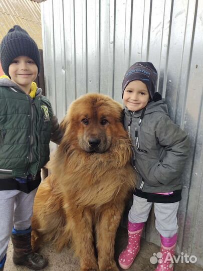 Вязка тибетский мастиф