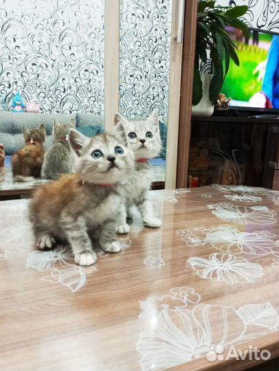 Котята ищут дом