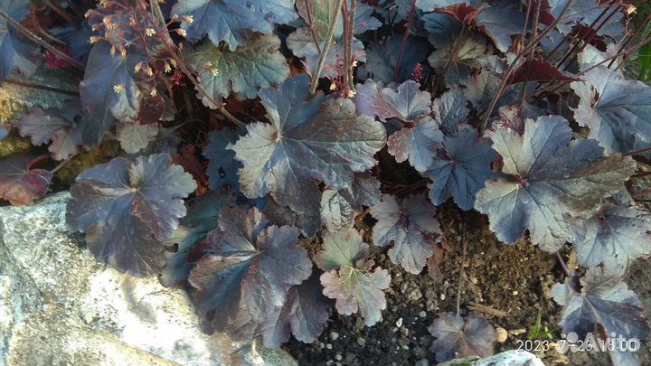 Многолетники из своего сада