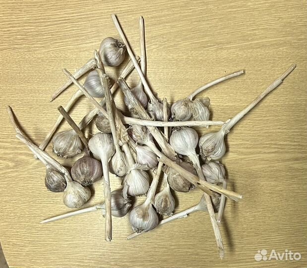 Чеснок не проросший