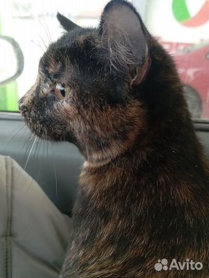 Отдам бесплатно кошку