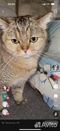 Британская кошка в дар