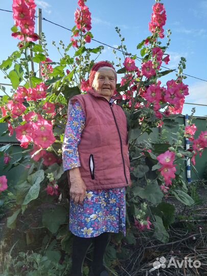 Мальва семена