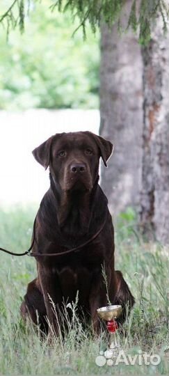 Лабрадор вязка