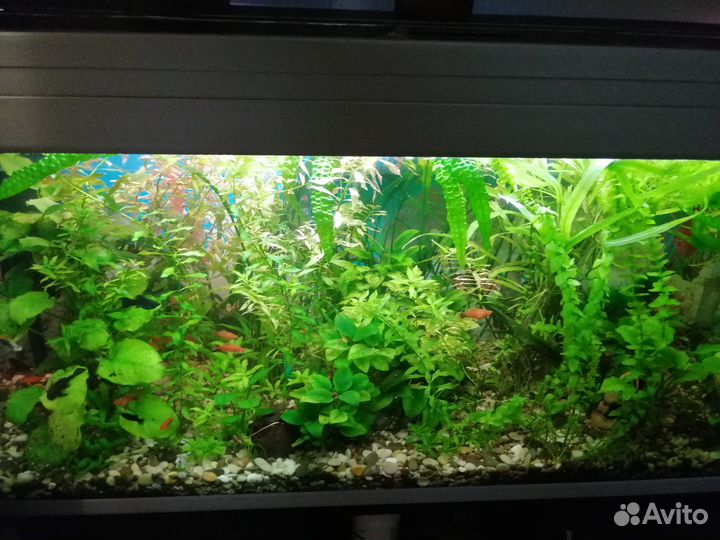 Улитки мелании