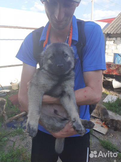 Щенки дворняжки