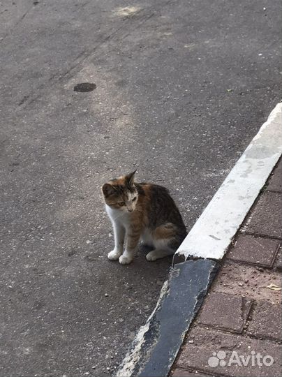 Кошки бесплатно