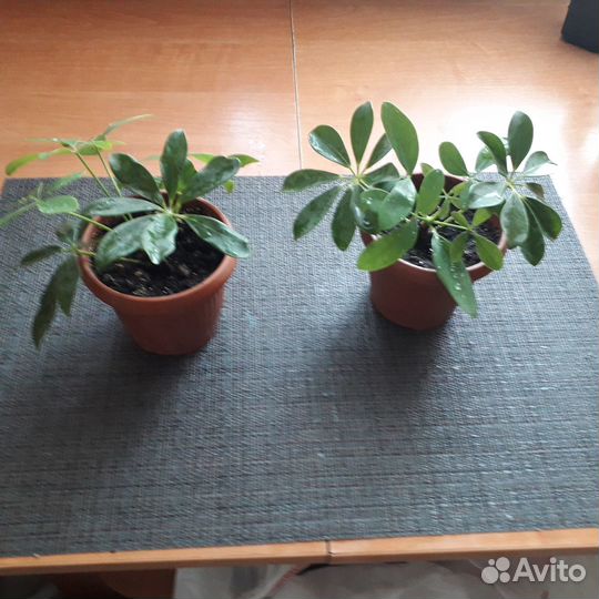 Продам цветы комнатные