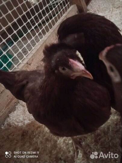 Куры молодки, живая птица