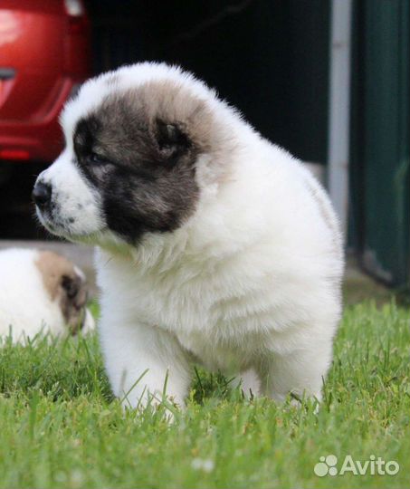 Среднеазиатская овчарка алабай щенки