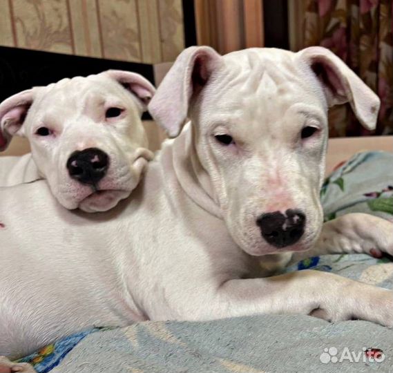 Щенки амстаффа