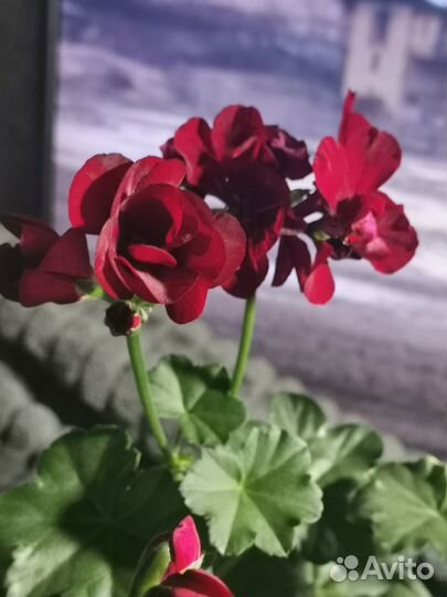 Пеларгония