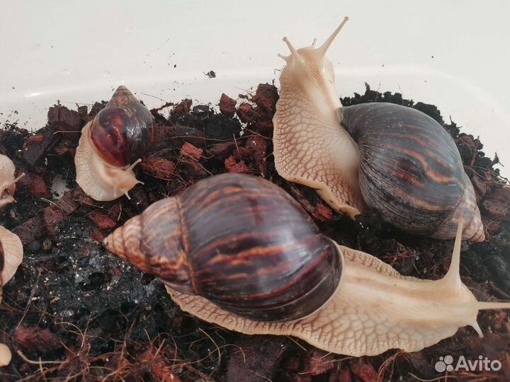 Улитки ахатины бесплатно